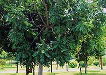 厦门华侨亚热带植物引种园 厦门华侨亚热带植物引种园