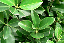 黑河冬青园 黑河冬青园