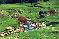 大兴安岭胜山狩猎场 大兴安岭胜山狩猎场