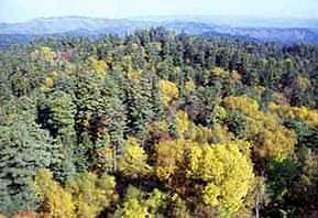 大兴安岭丰林自然保护区 大兴安岭丰林自然保护区