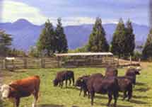 台湾清境农场 台湾清境农场