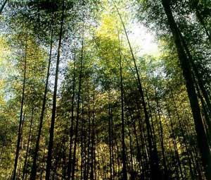 台湾竹山 台湾竹山