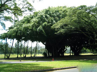 丽水温溪古榕群 丽水温溪古榕群