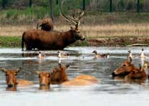 北京麋鹿苑 北京麋鹿苑