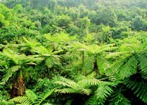 赤水桫椤王国 赤水桫椤王国