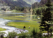 康定莲花海 康定莲花海