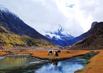 甘孜洛绒牛场 甘孜洛绒牛场