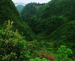 遵义飞鸽林场 遵义飞鸽林场