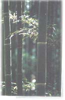 赤水楠竹海 赤水楠竹海