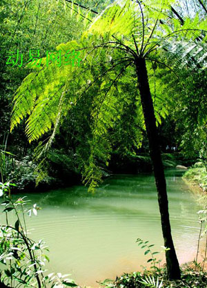 赤水桫椤 赤水桫椤