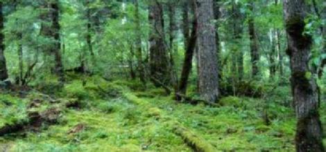 绥阳宽阔水原始森林 绥阳宽阔水原始森林